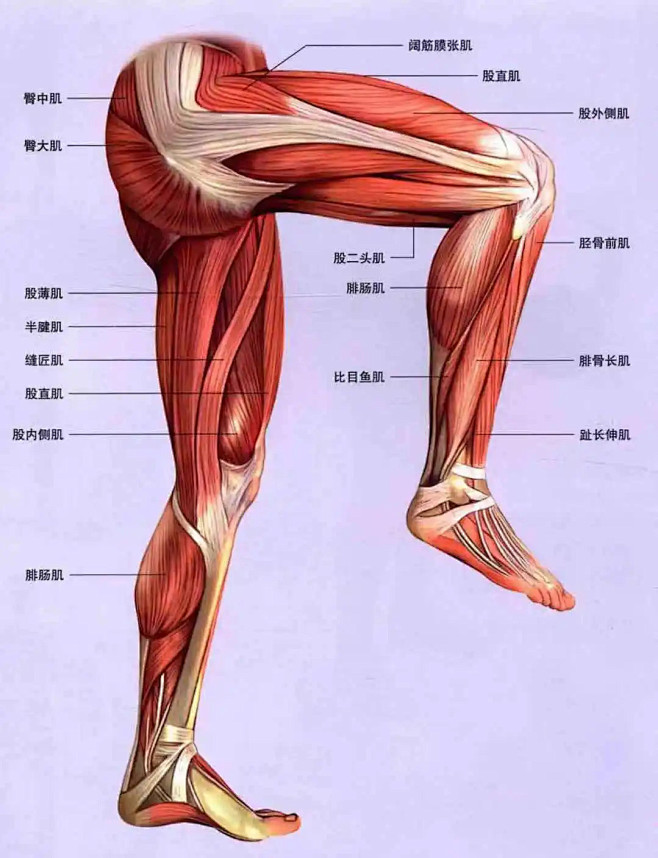 大腿肌肉解剖图 : 大腿肌肉解剖图 腿部...