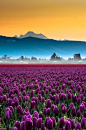 Skagit Valley Tulips and Mt Baker Portrait by Kevin Hartman