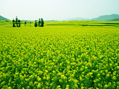 流年色玥落倾城采集到百花物语——油菜花