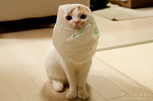 呆萌折耳猫pokke (7)