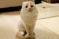 呆萌折耳猫pokke (7)