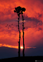 Bess Hamiti 摄影作品赏析