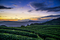 茶的远方 by Paul X. on 500px