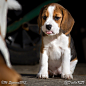 My little naughty beagle puppy