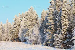 美丽的冬天森林。冰雪覆盖的树木。背景。风景。