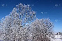 在寒冷的早晨桦树