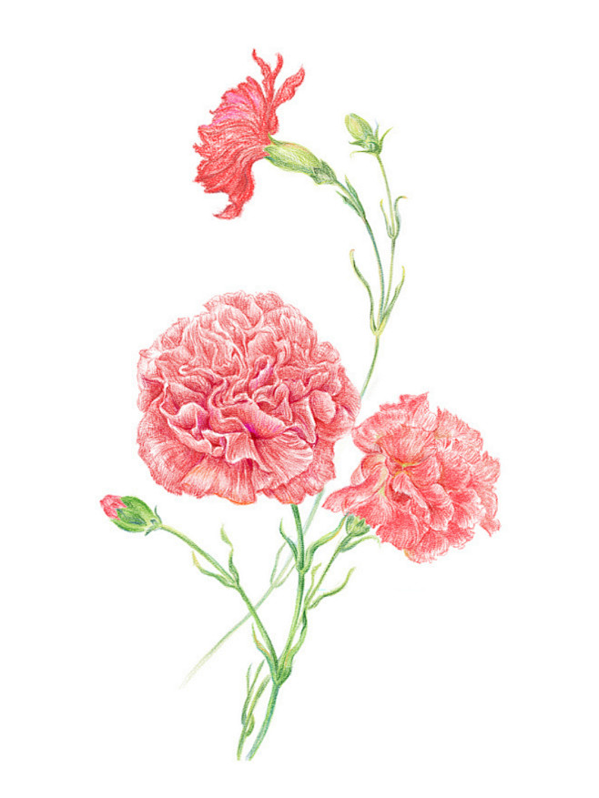 康乃馨彩铅手绘