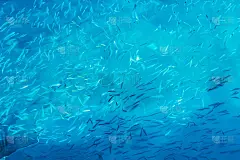 小银色的海鱼在清澈的水背景。蓝色背景与海洋生物
