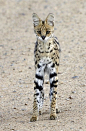 薮猫Leptailurus serval 食肉目 猫科 薮猫属
Serval.  Serengeti National Park, Tanzania.