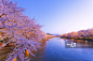 日本,青森县,花朵,船,划艇正版图片素材