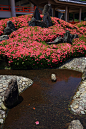 煌くサツキと風情たっぷりに流される一輪の散ったサツキの花