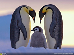 福福酱采集到antarctic·beauty