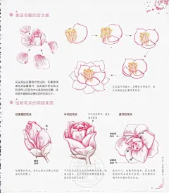 手绘花卉色彩上色 古风 繁花绘 色铅笔彩铅手绘临摹教程XF013-淘宝网