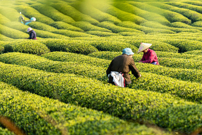 热门客茶摄影作品 - 优秀客茶摄影作品欣...