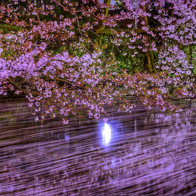 富士山脚下的樱花夜景｜ins：phant...