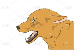 狐狸,注视镜头,可爱的,野生动物,肖像,狗,哺乳纲,自然美,动物,复古