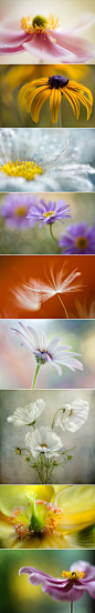 花蕊——英国摄影师Mandy Disher 微距摄影