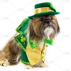 西施犬盛装迎接圣帕特里克节