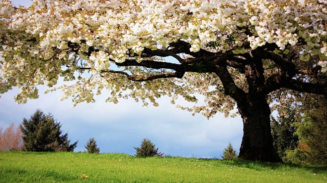 General 1920x1080 trees-花瓣网