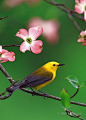 Prothonotary Warbler in Dogwood - Ohio