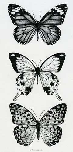 【黑白线描图例】蜻蜓与蝴蝶~
小清新插画 ​​​​