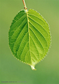 树木树叶-一片椭圆形叶子正面特写摄影背景桌面壁纸图片素材