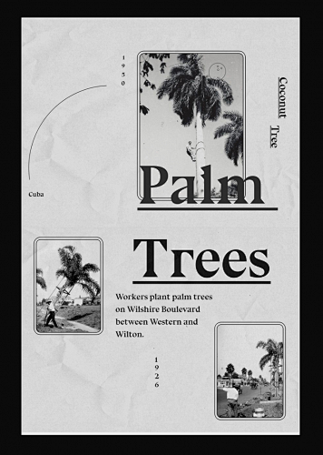 Palm Trees