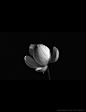 jorgerocha78:Lotus flower