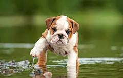 点击来源直接获取大图文件 |水中的英国斗牛犬幼犬 