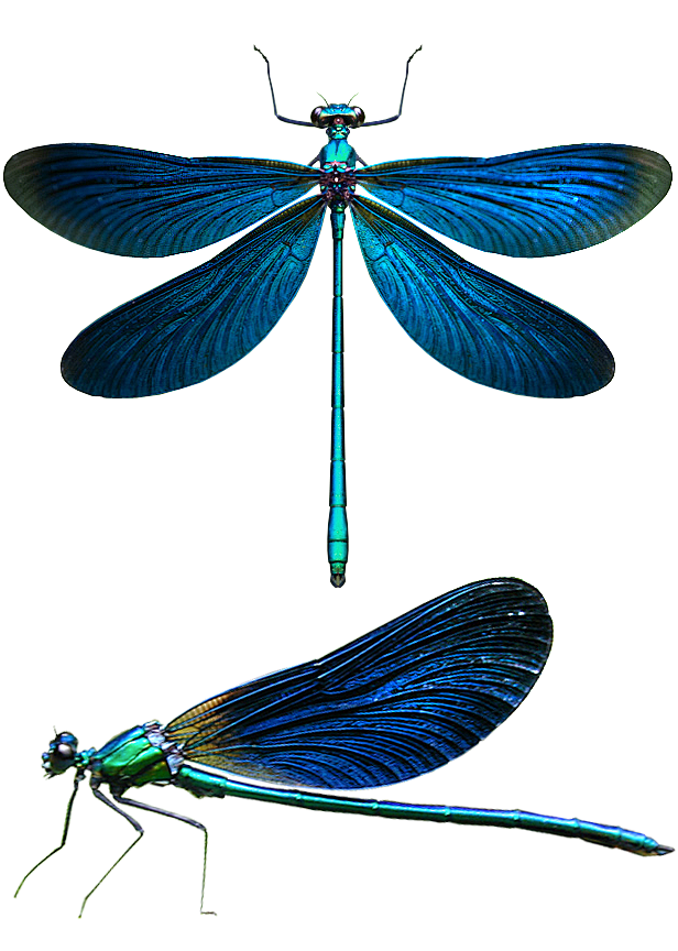 其中可能包括：two blue drag...