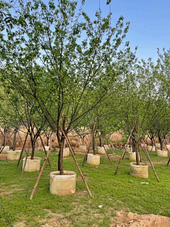 刘小二的2采集到开花小乔植物