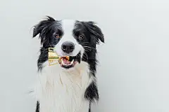 点击来源直接获取大图文件 |可爱的边境牧羊犬幼犬嘴里叼着微型冠军奖杯，孤立在白色背景上。获胜的冠军有趣的狗。竞赛的胜利第一名。获胜或成功的概念。