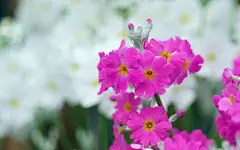 报春花壁纸图片