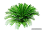 Tree PSD material of plant iron: 