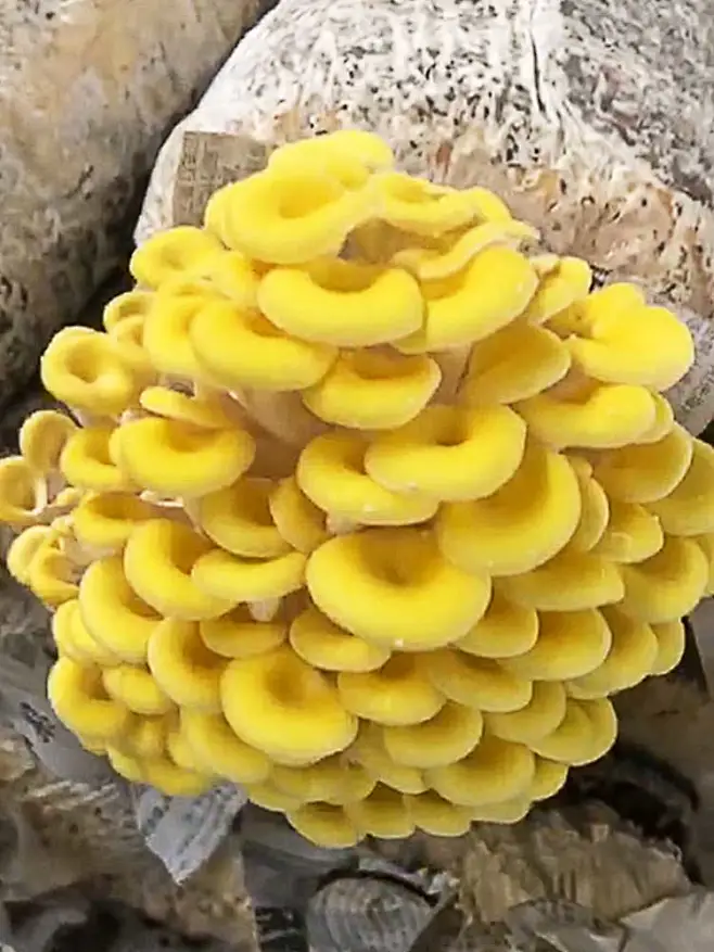 榆黄蘑蘑菇种植菌包阳台种蘑菇菌种菌棒菌菇种家庭室内养种食用菌-tmall.com天猫-花瓣网