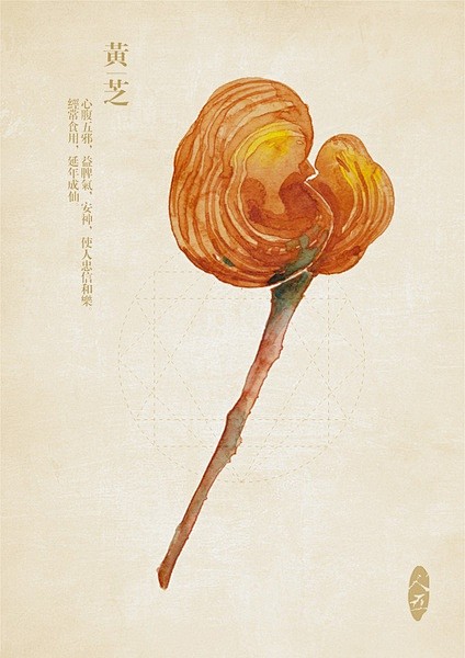 黄芝