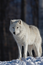 (64) Tumblr