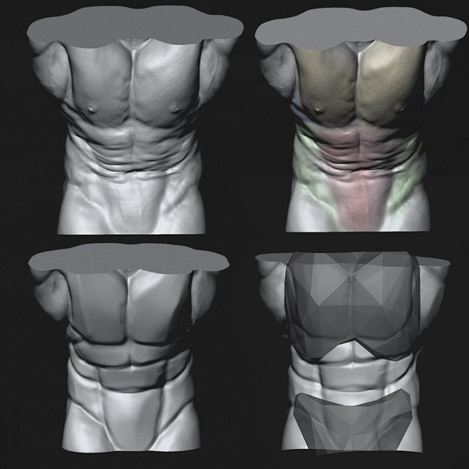 Torso Anatomy Studie...