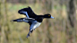 Tufted duck landing... by Ahmet Amerikali on 500px