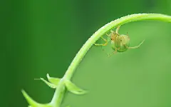 绿色的蜘蛛图片电脑高清桌面壁纸下载