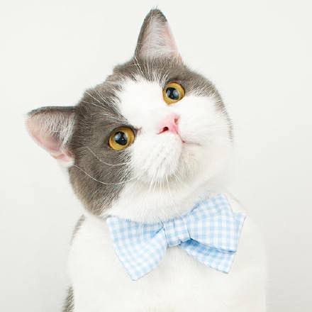 #美图摄影# 那肥猫真帅。