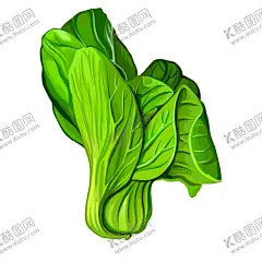 上海青插画设计与原创 【酷图网】上海青,上海青插画,青菜,青菜插画,上海青手绘,上海青卡通,青菜卡通画,蔬菜,蔬菜插画,蔬菜手绘,蔬菜卡通画,果蔬,果蔬插画,果蔬手绘,果蔬卡通画,绿叶菜,土特产,土特产插画,国潮风,乡下,炒上海青,炒菜,美食,美食插画,美食手绘,美食卡通画