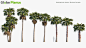 Washingtonia Robusta - Mexican Fan Palm (3D Model) : This product Washingtonia Robusta - Mexican Fan Palm includes 7 unique 3D model variations with different heights, ages and forms of the species available for your production needs. We are sure our &