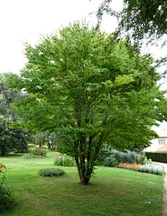 连香树52流云淡月采集到l—vi区域植物(代表城市杭州