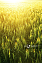 小麦,夏天,田地,小满,农作物正版图片素材
