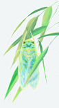 青蝉