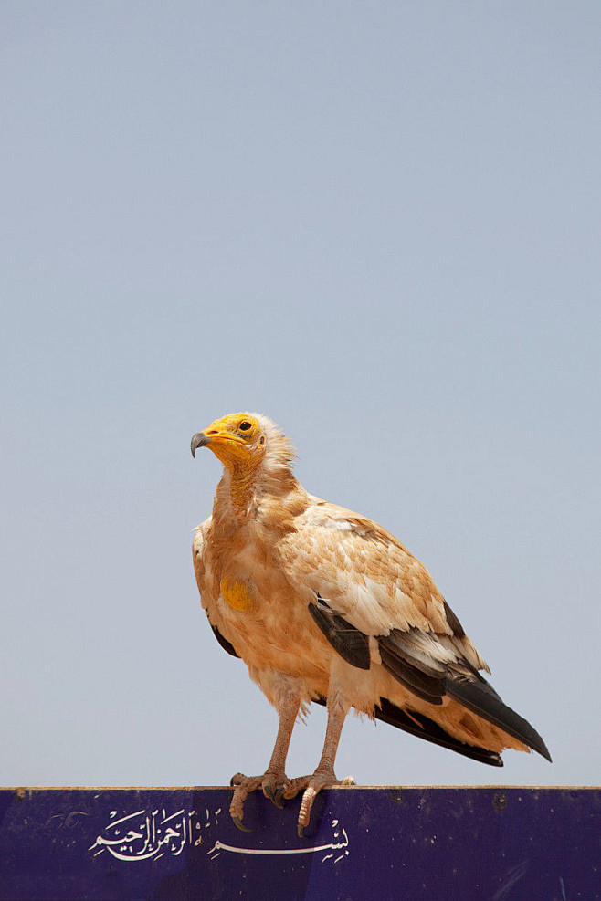 鹰形目·鹰科·白兀鹫属：埃及秃鹫