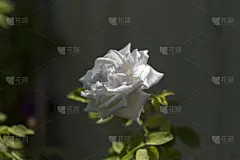 玫瑰,仅一朵花,白色,红色,粉色,黄色,多色的,请柬,贺卡,清新