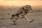 OWL 行走的猫头鹰©SHULI GREENSTEIN
   
"

真正的生活是在撕裂的内部出现的。

生活，就是撕裂本身。



就是在光的火山上翱翔的精神，

是公平的疯狂，是对筋疲力尽的不妥协。



对于我们来说，需要的不是乐观主义的公式，

而是勇气和智慧的对话。



在光亮中，

世界始终是我们最初和最后的爱。

"

——〔法〕阿贝尔·加缪《西西弗神话》



"

就能完全改变你的生活，

那就是去做到你说过要做的事！

就这样，

没有什么魔法！

&a