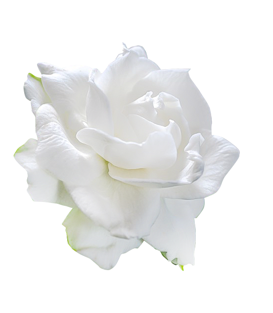 栀子花2